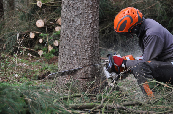 Výškové práce se postarají o bezpečné řešení v případě rizikového kácení stromů