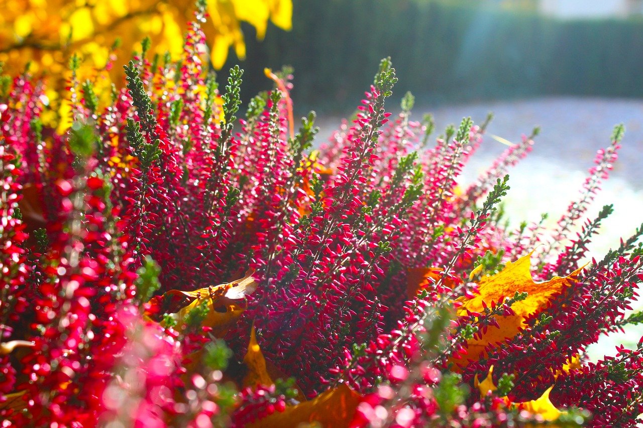10 důvodů, proč je podzim ideální čas pro výsadbu vaší zahrady
