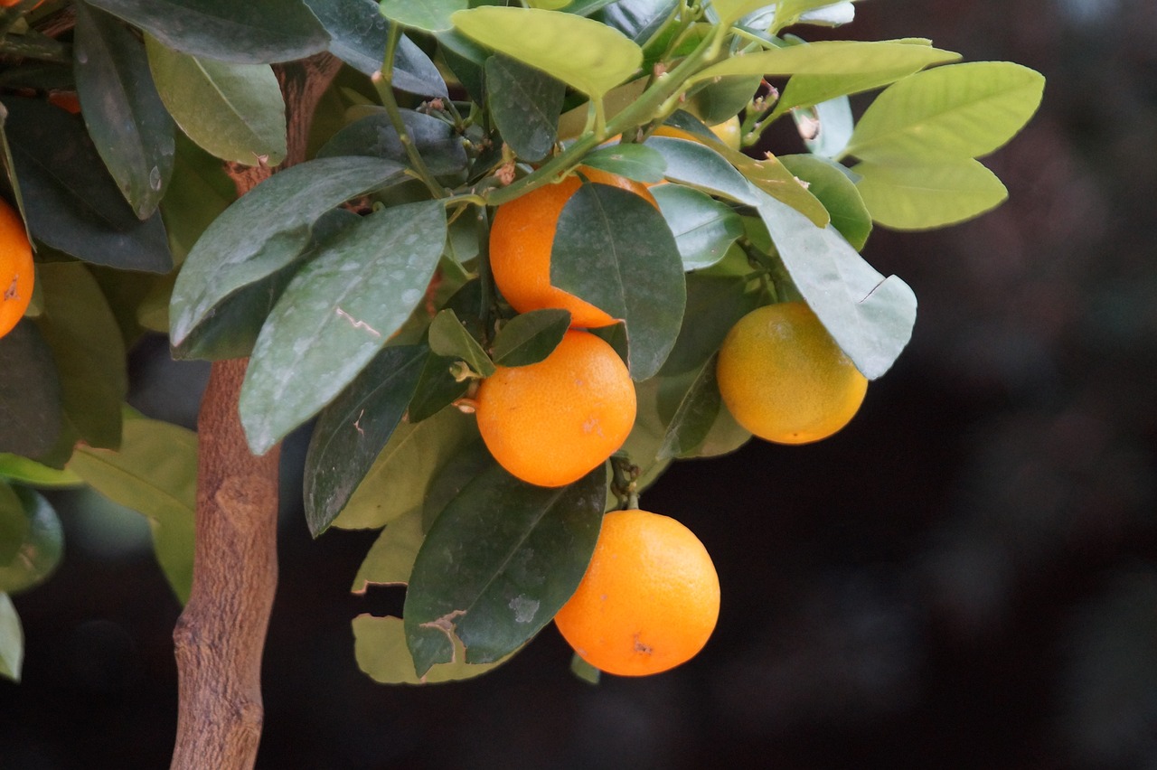 Vše, co potřebujete vědět o pěstování ovoce uvnitř